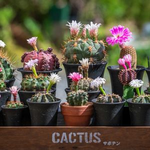 サボテン,サボテンの花,ギムノカリキウム属,エキノケレウス属,多肉・サボテンの画像
