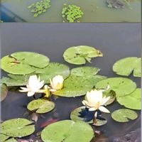 アジサイ,スイレン,ハナショウブ,ギンバイカ,ヤマボウシの画像