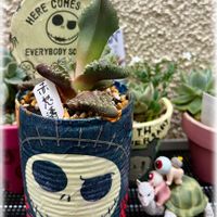 子持ち蓮華,黒蜥蜴,赤怒濤,ｲｼｺﾛﾀﾝ,地植えの画像