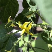 ミニトマト,プランター菜園,家庭菜園の画像