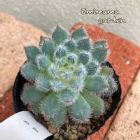 エケベリア,青い渚,青い渚,ありがとう,ケモケモの画像