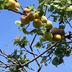アンズ,ザクロ,ザクロ,シャリンバイ,シャリンバイの画像