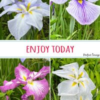 ハナショウブ,爽やか,華やか,初夏,ウォーキングの楽しみの画像