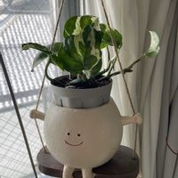 ポトス,ポトス・エンジョイ,ハンキング,観葉植物,吊り鉢の画像