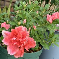アザレア,花のある暮らし,沖縄,おうち園芸,木曜日は木に咲く花の画像