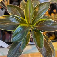 コルジリネ コーヒーコンパクタ,観葉植物,挿し木,初めて,多様性を愛する会の画像