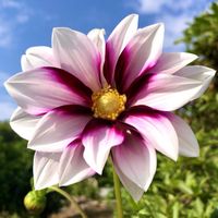 アマリリス,ダリア,ノコギリソウ,ベルケア　パープレア,サツマイモ べにはるかの画像