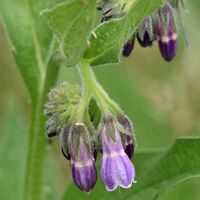 コンフリー,ヒレハリソウ,雑草,ムラサキ科,紫色の花の画像
