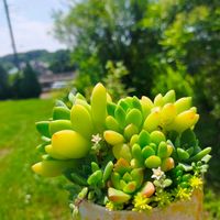 多肉植物,多肉寄せ植え,セダムのお花,たにくあそび。,多肉好きな人と繋がりたいの画像