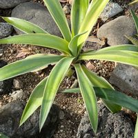 アロエ,アガベ,星仙人,多肉植物,リュウゼツラン科の画像