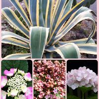 アジサイ,アガベ,あじさい ポップコーン,花言葉,今日のお花の画像