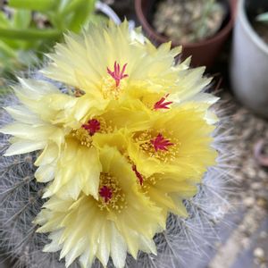 サボテンの花✨,サボテンの花,うどん県人会,黒ニャンコ隊,うどん県西支部の画像