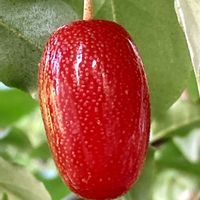 ビックリグミ,グミ,つやつや,完熟,甘い❤の画像