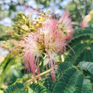 ネムノキ,石同好会,石同好会No75,GS句会,ゆん豆俳句の画像