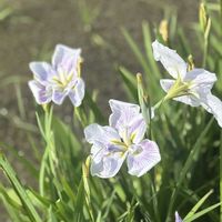 花菖蒲,お散歩,楽しみ〜,晴れ,ありがとう♡の画像