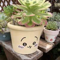 八千代,白鳳錦,寄せ植え,多肉植物,多肉寄せ植えの画像