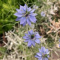 花のある暮らし,ドライフラワーになる,種活,われら17年組,カマちゃんのいる庭の画像