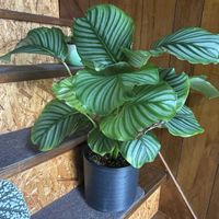 カラテア,カラテア・オルビフォリア,観葉植物,植え替え,クズウコン科 の画像