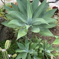 アガベ,アガベ・アテナータ,夜香木,夜香木の花,ナイト ジャスミンの画像