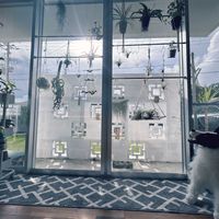 エアプランツ,DAISO,エアープランツ/チランジアの画像