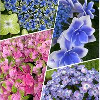 ストケシア,ストケシア,紫陽花,ドイツトウヒ,紫陽花 アジサイ あじさいの画像