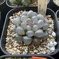 オブツーサ,ハオルチア,ブラックオブツーサ錦交配種,多肉植物,軟葉系ハオルチアの画像