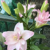 ユリ,鉢植え,繋がりに感謝✨,ＧＳだヨ！全員集合,復興を祈るの画像