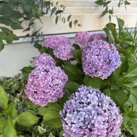 多肉植物寄せ植え,ガーデニング,ベランダ多肉,紫陽花 アジサイ あじさい,お花とグリーンのある暮らしの画像