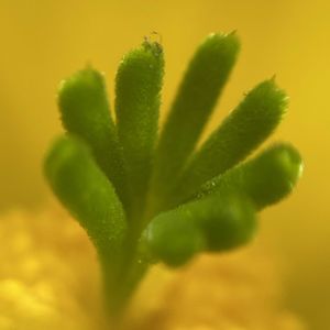 サボテン,大仏殿,サボテンの花,エキノケレウス属,初花の画像
