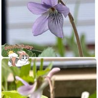 スミレ,しあわせ　スミレ計画❣️の画像