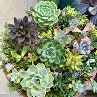 多肉,多肉,多肉植物 寄せ植え,多肉植物,多肉植物寄せ植えの画像