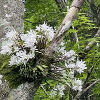 カキツバタ,セッコク,ヒメサユリ,シモツケ ,ノバラの画像