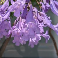 シマトネリコ,ジャカランタ,ジャカランタ,ジャカランタ,ルリマツリ(プルンパーゴ)の画像