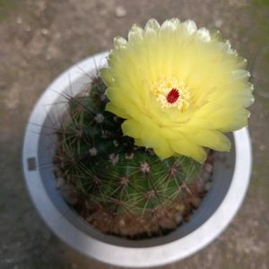 簡易温室の画像