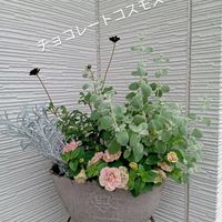 ペチュニア,花のある暮らし,切り花を楽しむ,#ガーデニング,上野ファームの風景の画像