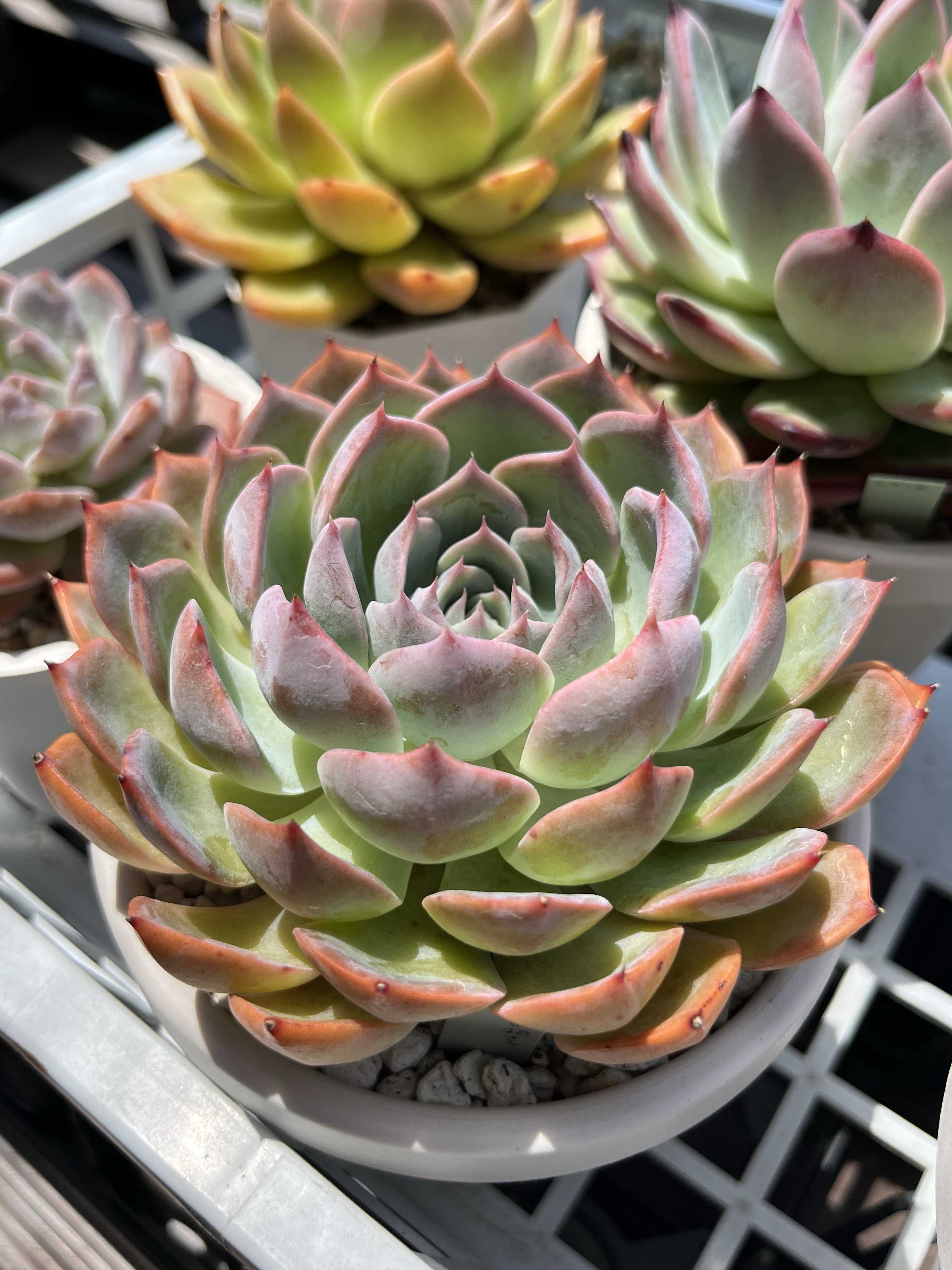 サボテン相談室の一覧｜🍀GreenSnap（グリーンスナップ）