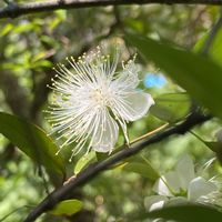 ギンバイカ,花言葉,マートル,おひさま,花と風の画像