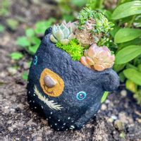 多肉植物,大好き,多肉寄せ植え,かわいい♡,モルタル鉢の画像