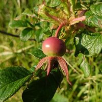 ハマナス,ローズヒップ,ローズヒップ,果実,落葉低木の画像