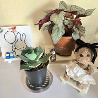 アロエ,ベゴニア,アガベ,マランタ,アガベ（風雷神）の画像
