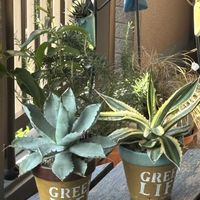 多肉植物,ベランダガーデニング,iPhone撮影,可愛い❤,自作リメ鉢の画像