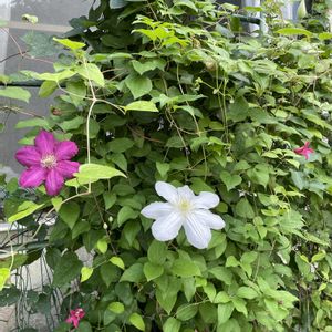 ピンクの花,和室,テラス,庭の画像