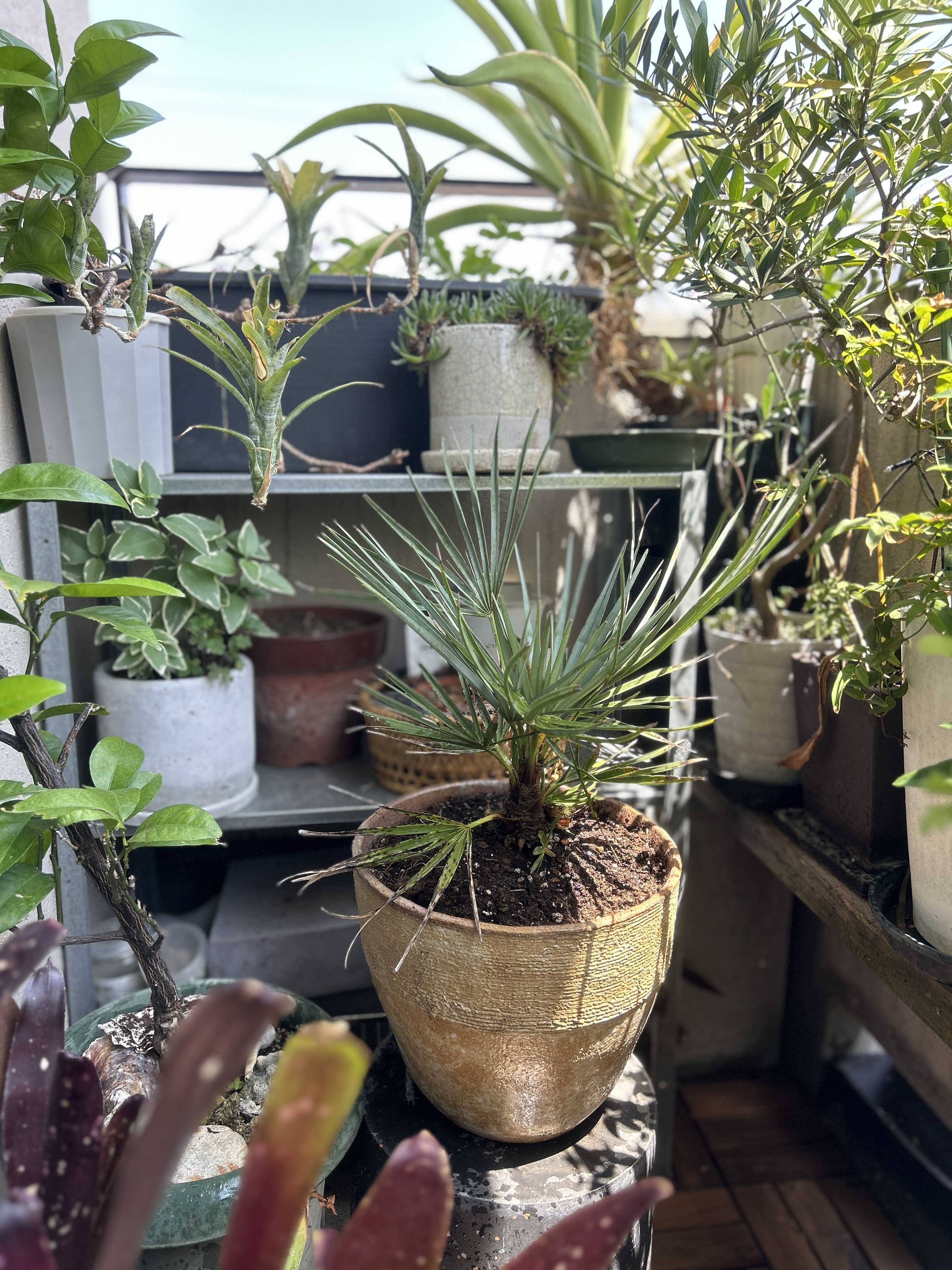 チャメロプスの一覧｜🍀GreenSnap（グリーンスナップ）