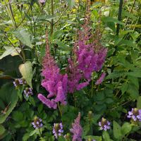ガーデニング,お花,庭の画像