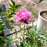 インパチェンス,カタバミ,紫陽花 ひなまつり,ゴンフレナ・ラブラブラブ,花のある暮らしの画像