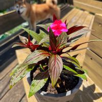 ニューギニアインパチェンス,柴犬ゴン太,柴犬ゴン太,寄せ植え,観葉植物の画像