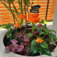 クロサンドラ…,クロサンドラ  スーパーキャンドル,寄せ植え,観葉植物,ガーデニングの画像