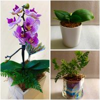 コチョウラン,植え替え,ミニ観葉,花のある暮らし,花好きな人と繋がりたいの画像