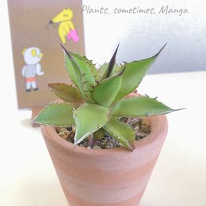 アガベ,アガベ ホリダ,多肉植物,プランター,アガベ属の画像