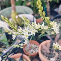 オーニソガラム ヒスピダム,観葉植物,葉っぱ好き,みどりのある暮らし,みどりに癒されるの画像